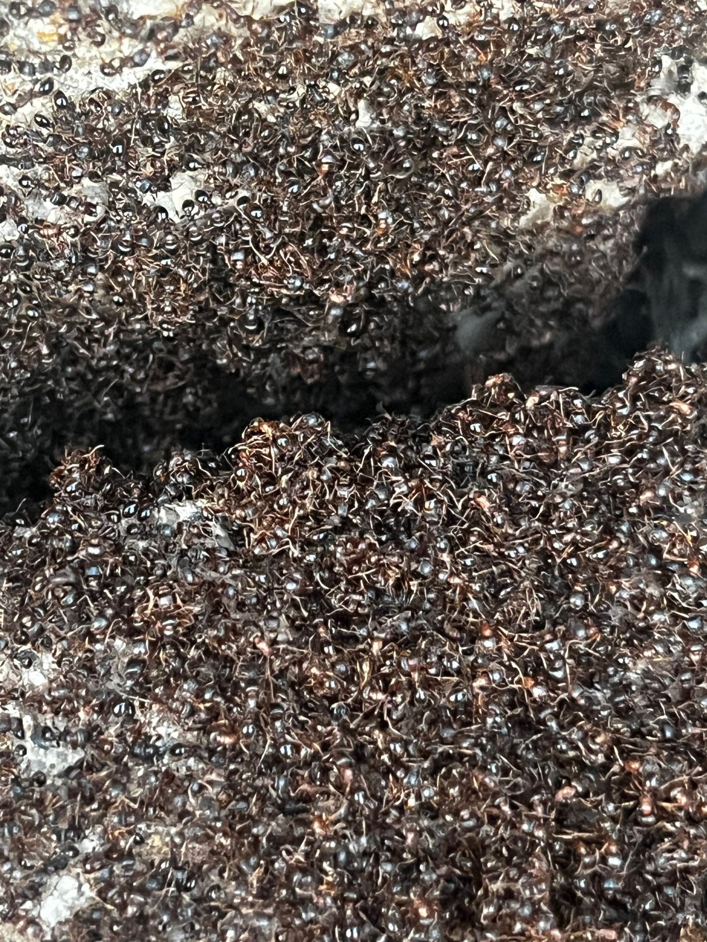 A tightly packed mass of thousands of small, dark ants covers a surface, appearing to flow into or around cracks or crevices. The ants are densely clustered, forming a living, textured surface, with individual ants visible but largely indistinguishable due to their sheer number and proximity. The overall impression is one of a large, active ant colony or swarm.